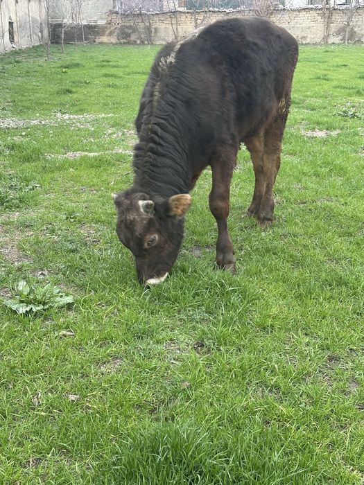 Shevet chesta 2 yoshga tulmagan