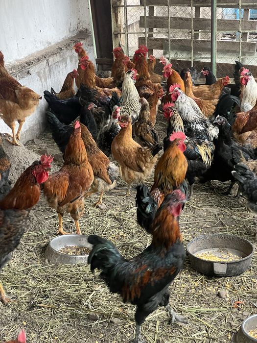 Продажа петухов в Тургене