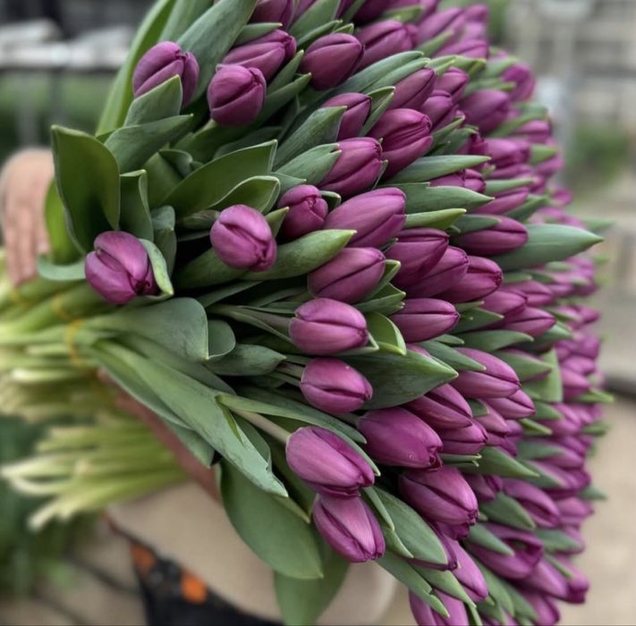 Тюльпаны оптом ив розницу