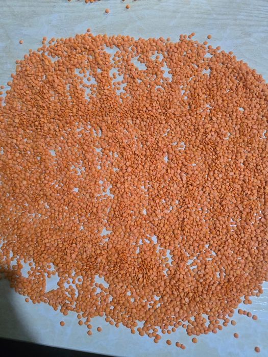 Чечевица/Marjumak to’g’ridan to’g’ri ishlab chiqaruvchidan