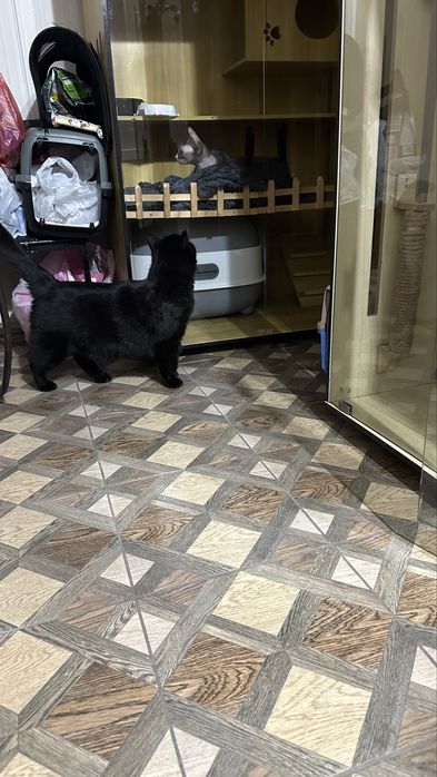 Кот Нуня ищет новую семью. Кастрирован. Привит