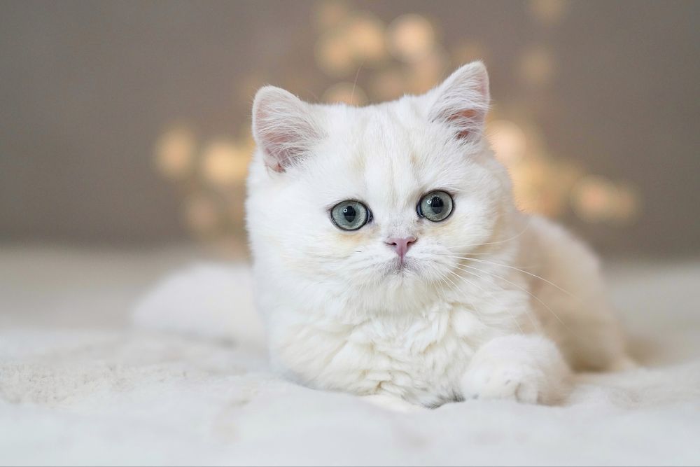 Британская золотая шиншилла