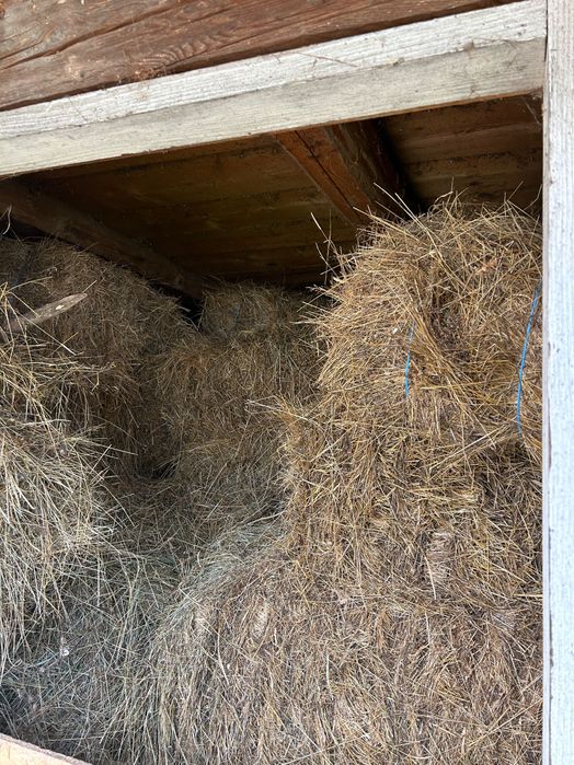 Baloti fan facuti in 2025