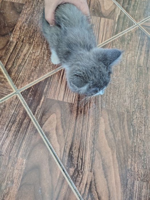 Отдам в хорошие руки котёнка