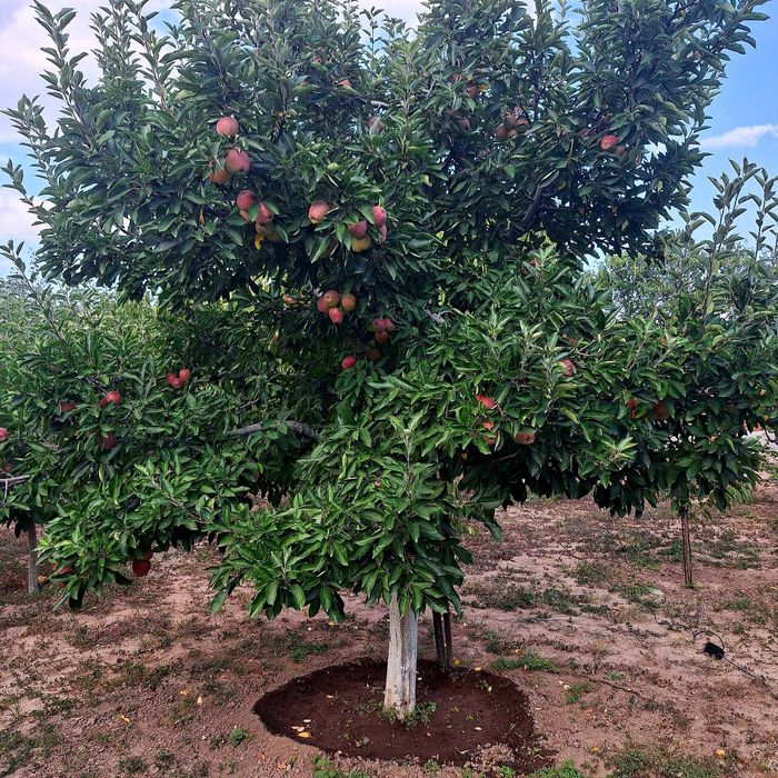 Продава се Къща в Панагюрище - 20 кв.м за 1500 €/кв.м - Снимка #6