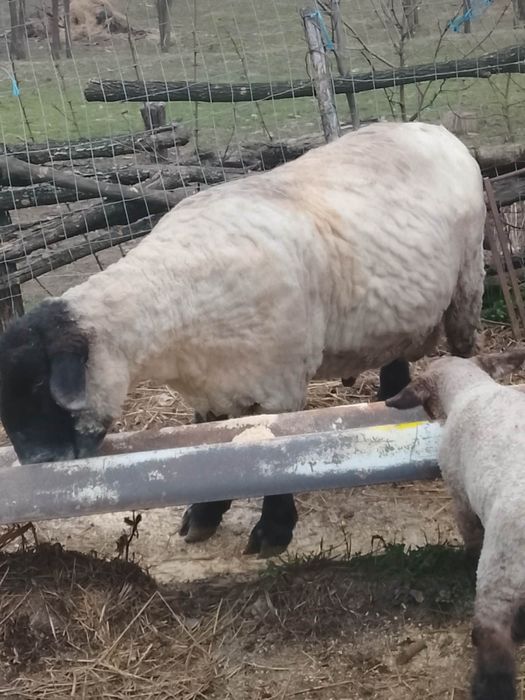 Berbec de rasă suffolk