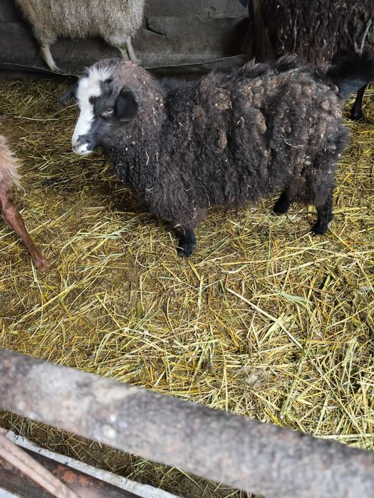 Ешкилер сатылады 3 бас