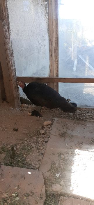 Индюк  8- балапанымен