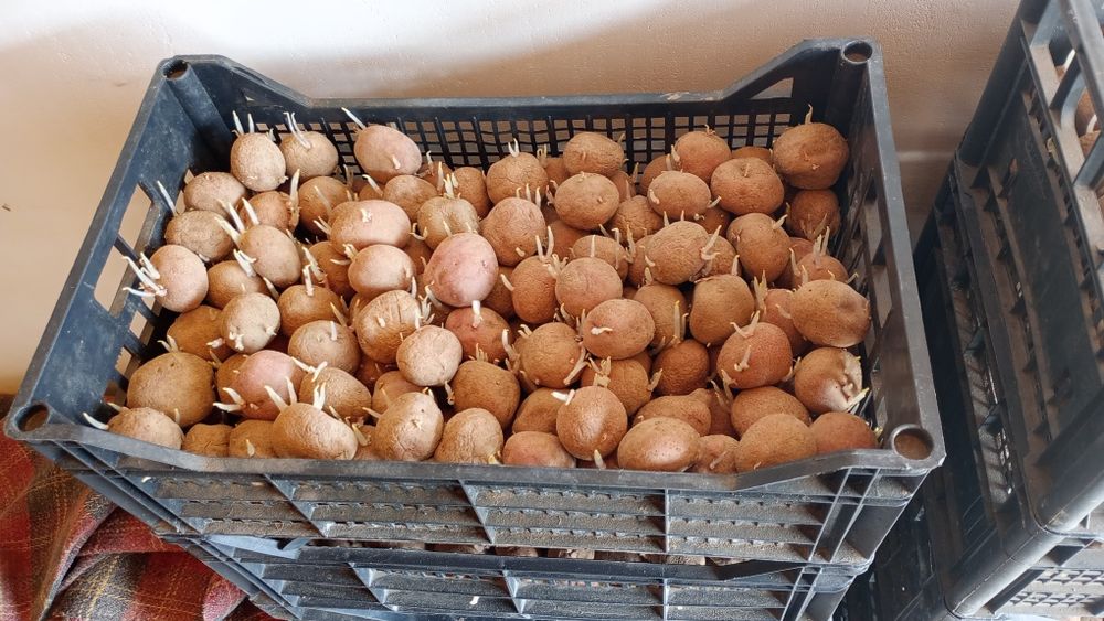 Cartofi de sămânță