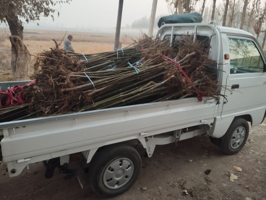 Павлония нихолидан тортип ку́чатигача.