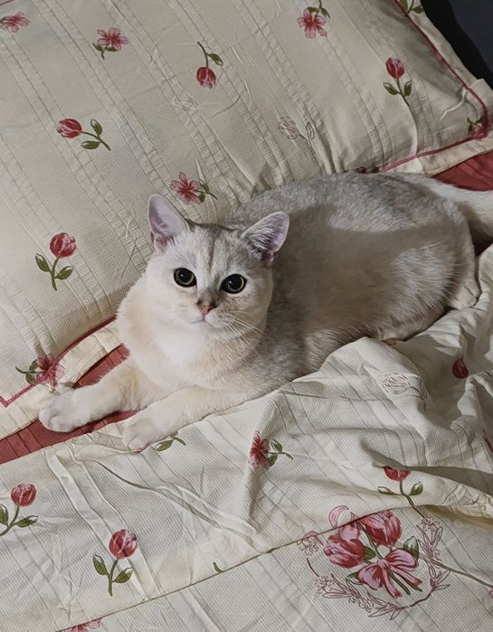 ВЯЗКА Британская серебристая шиншилла