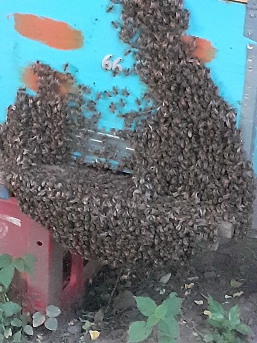 Famili de albine de vânzare