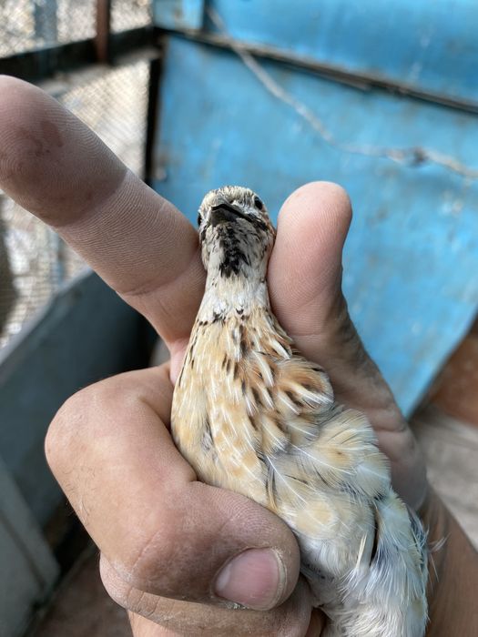 Продам перепелок поющих