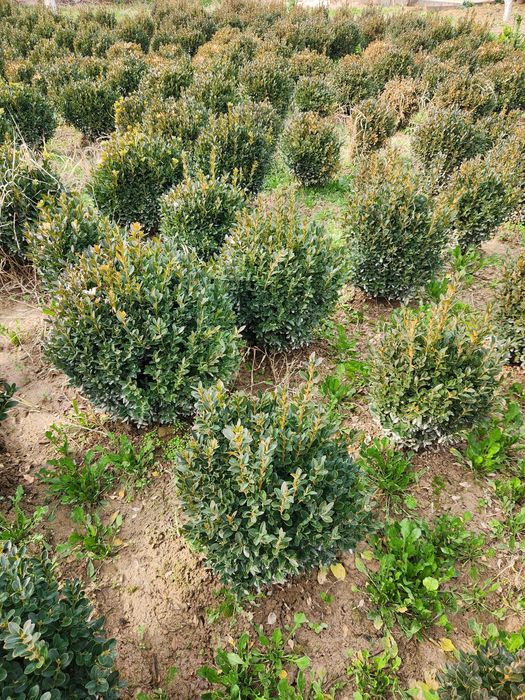 Шамшод кучатлари бор