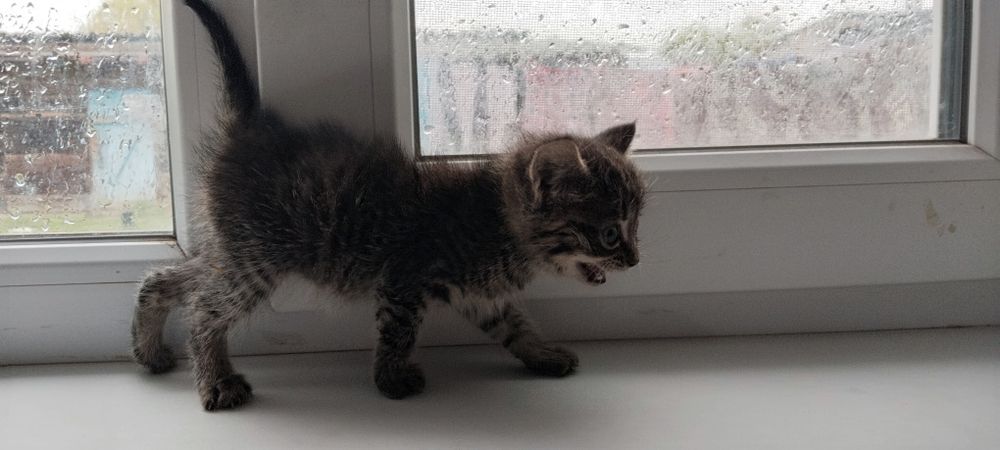 Отдам котёнка в добрые руки