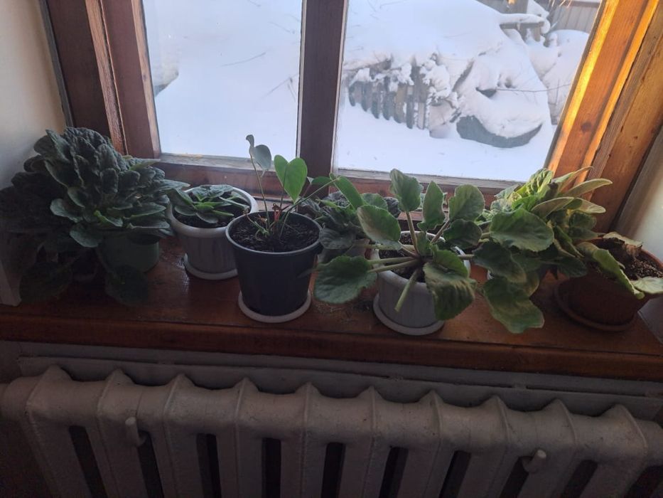 Продам цветы комнатные