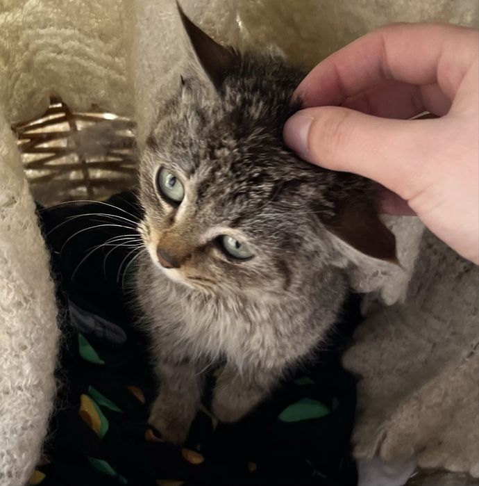 Котенок в добрые руки