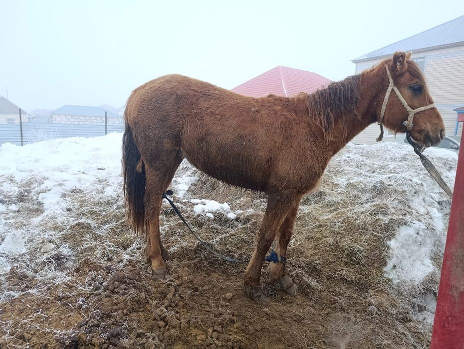 Продам в п.Талапкер байтал