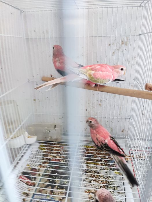 Папагали на добри цени