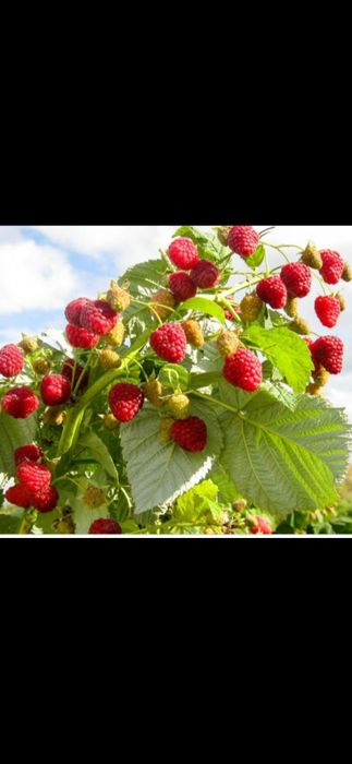 Продам саженцы малины