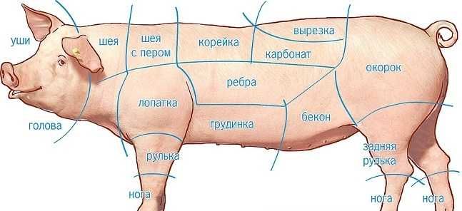 Продам мясо свинины тушами