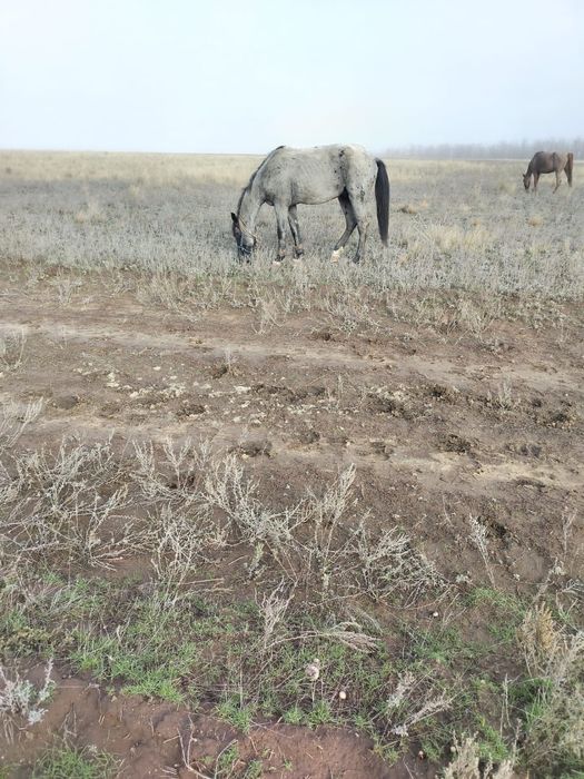 Продам Лошадей 5 голов