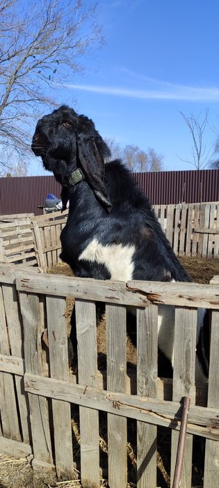 БиталоКамориНуб козел