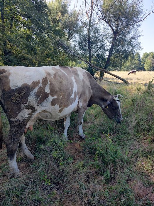 Vănd vaci Holstein cu 8250 lei