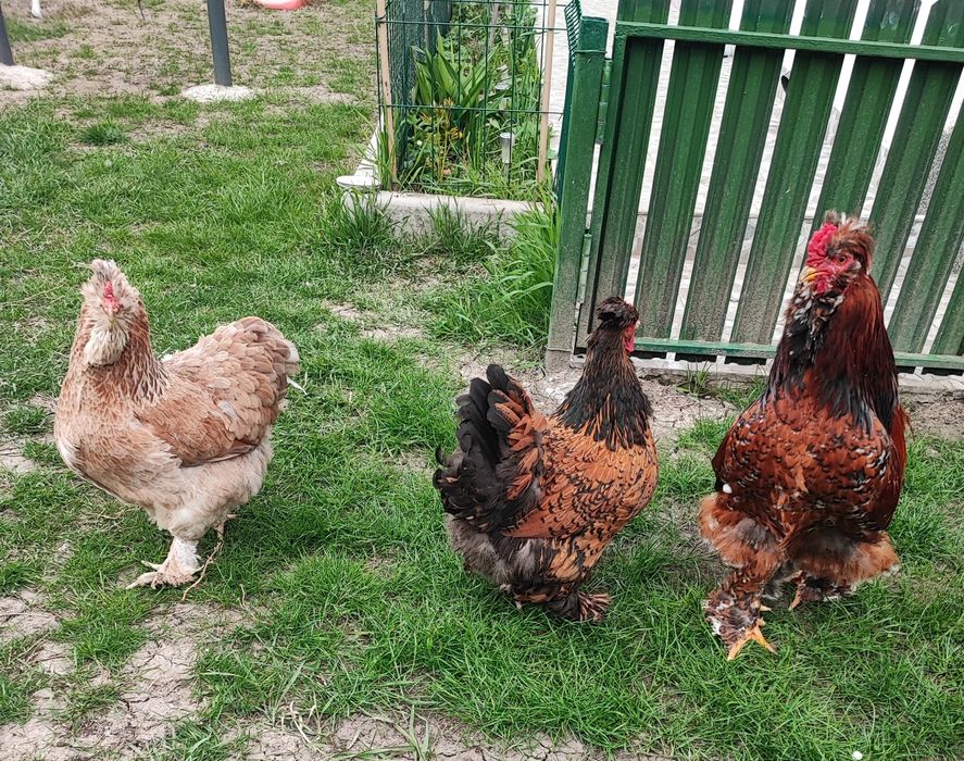 Matca de motate barboase deosebite