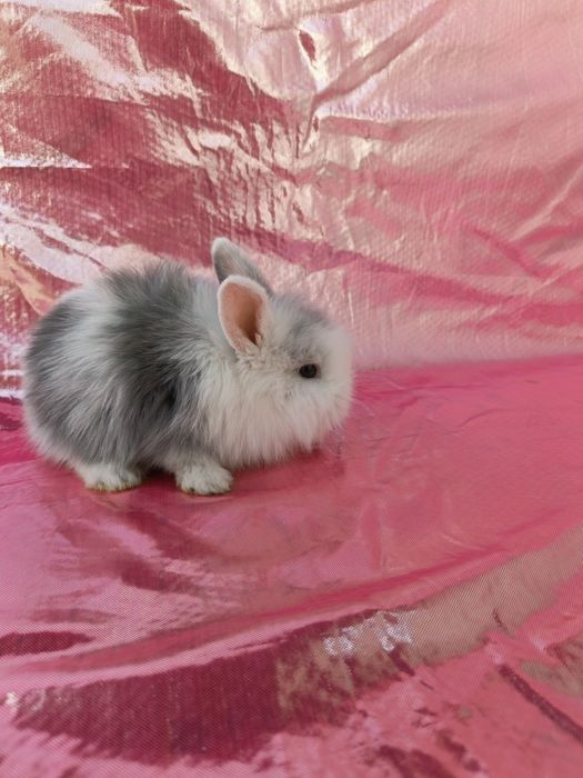 Продаются карликовые крольчата. Karlik quyon bolalari sotiladi