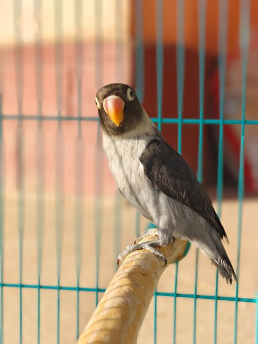 Попугай неразлучник
