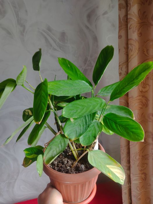 Комнатные цветы.