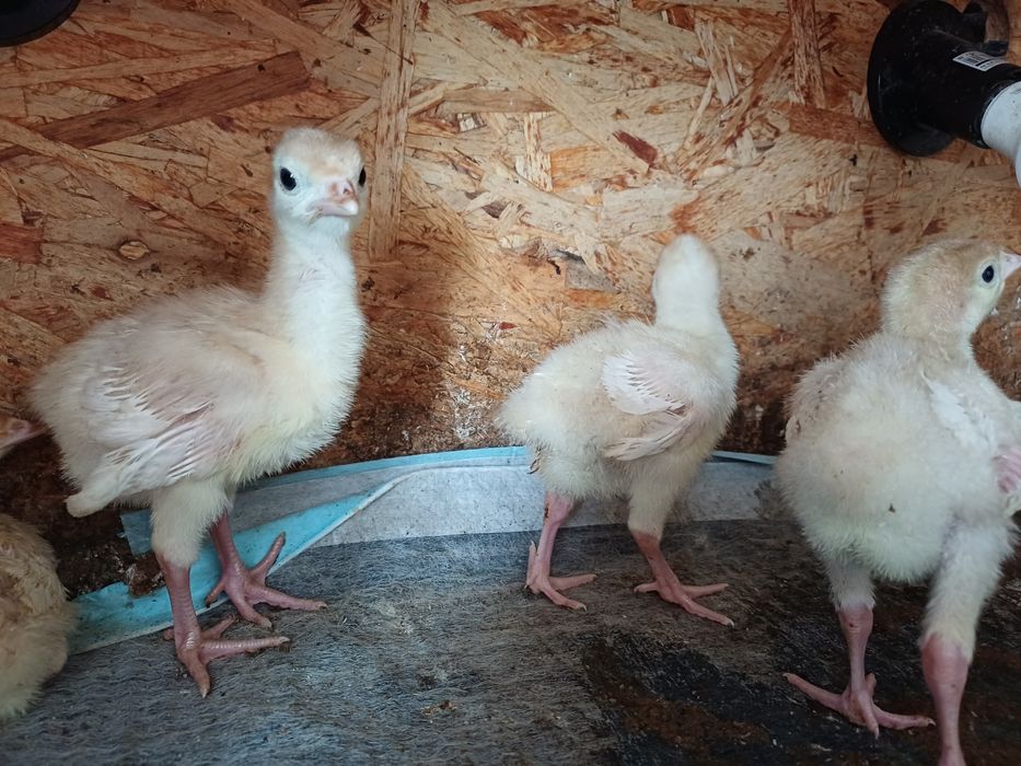Продам индюшат бройлерных.