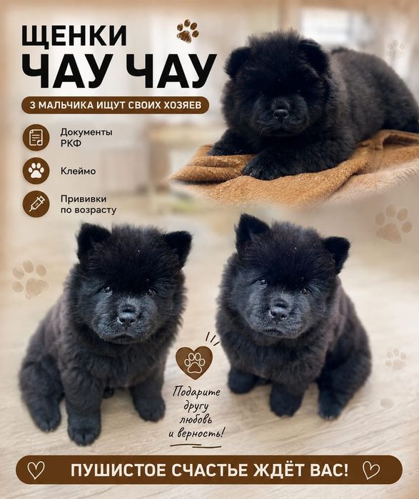 Милые щенки чау-чау