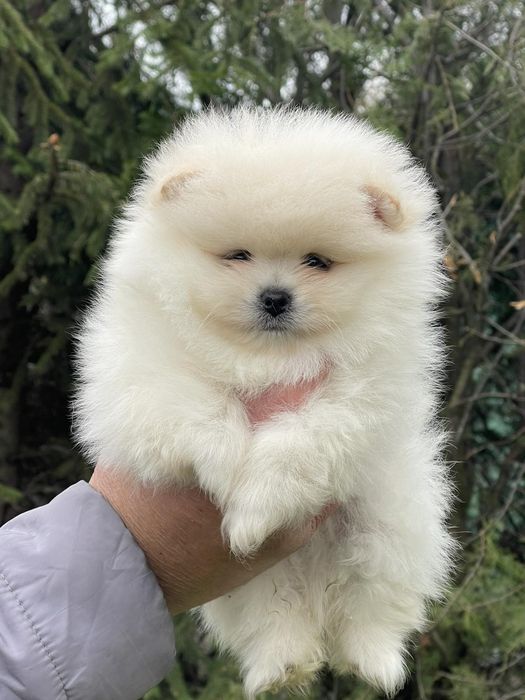 Померан померани