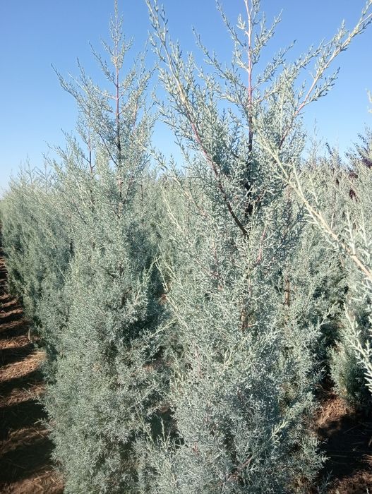 Rilaiding plantat