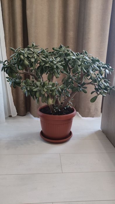 Дърво на живота 75 см