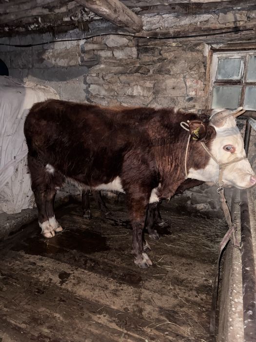 16 бас бұқа сатылады