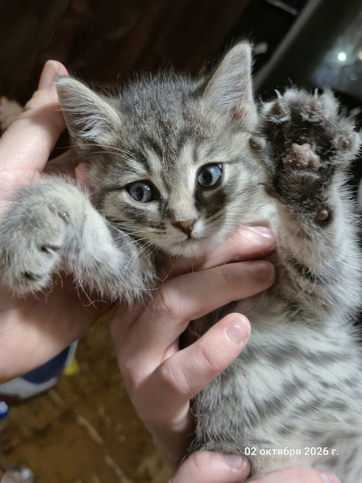 Котёнок ищет дом