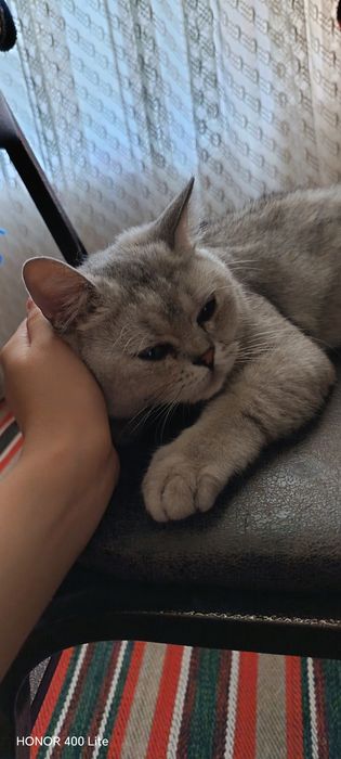 Mushuk  british shorthair