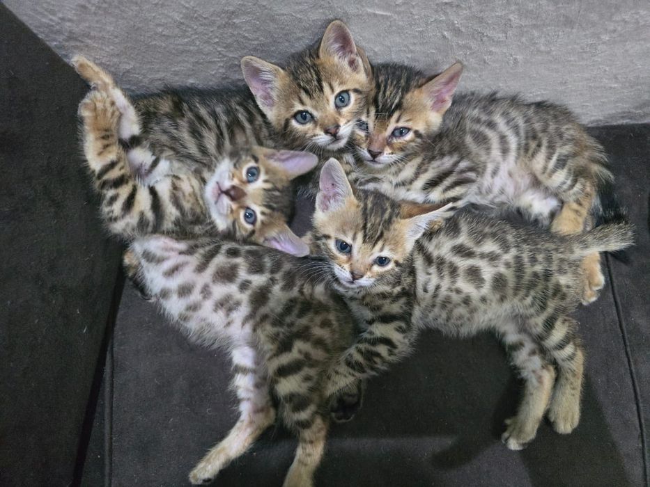 Бенгальские котята