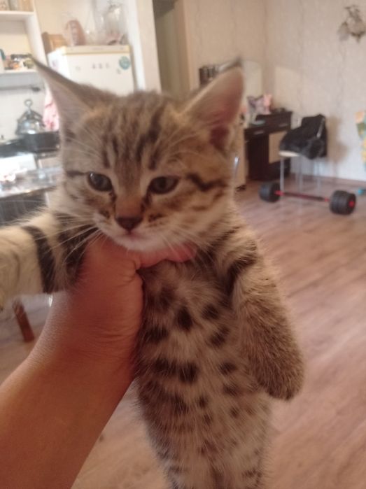 Отдам котят в добрые руки