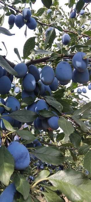 Prune Bio de gradina diverse soiuri