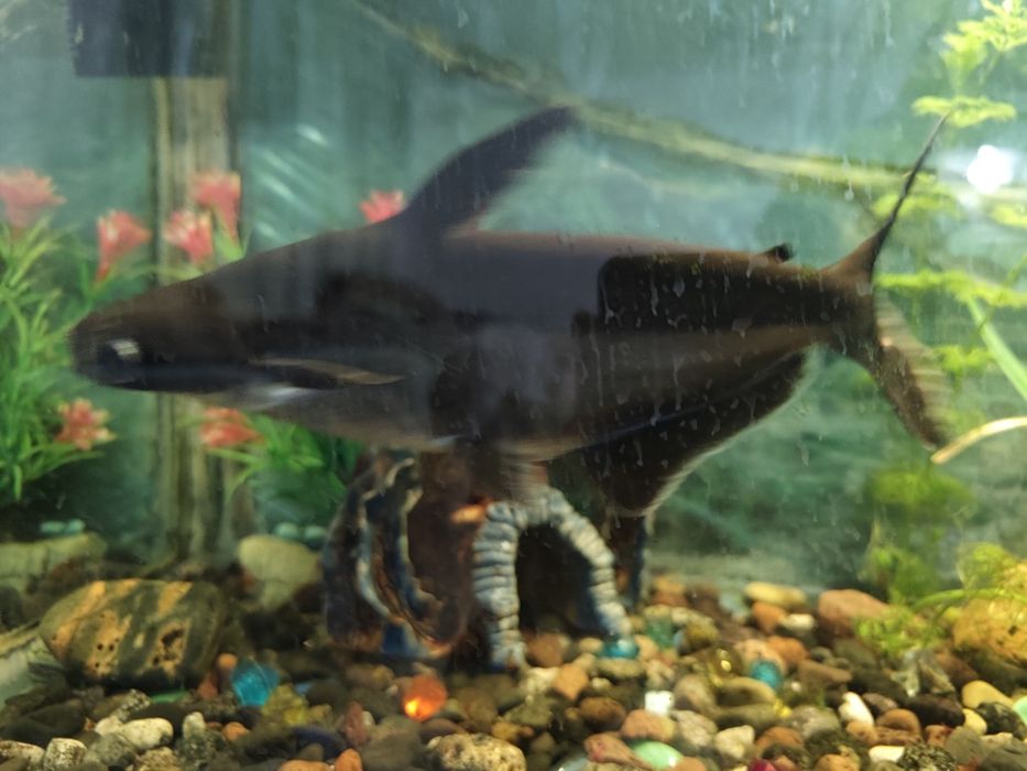 Срочно Акула, Пангасиус