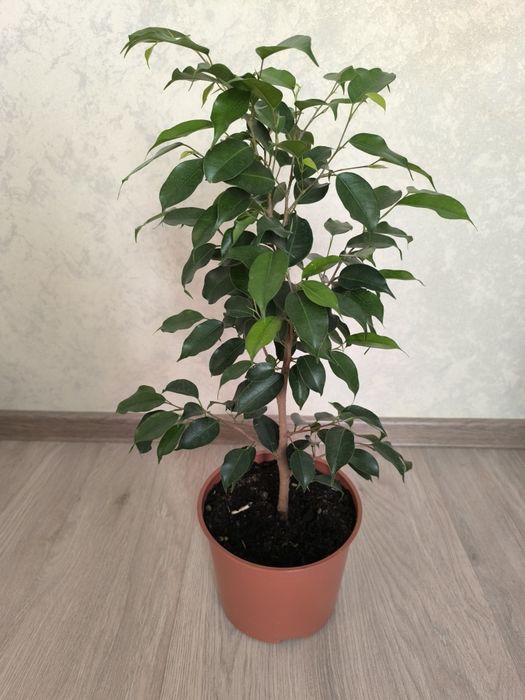 Фикус Бенджаминова