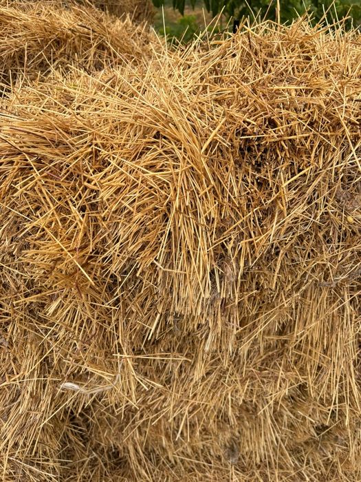 Сено разнотравие