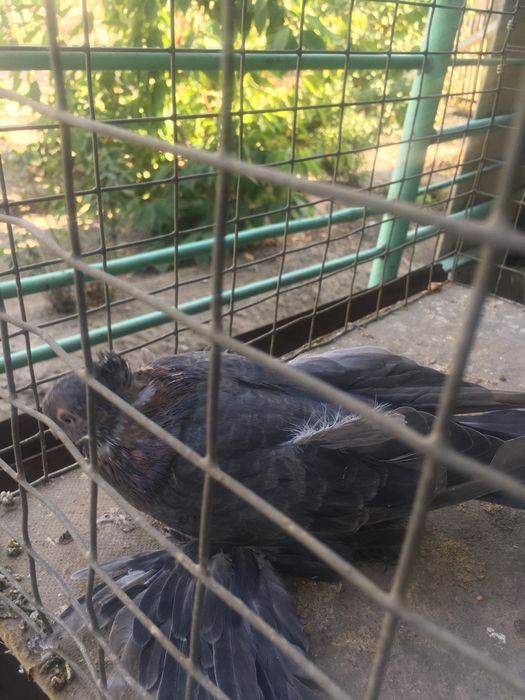 Продам самца кишмиш молодой