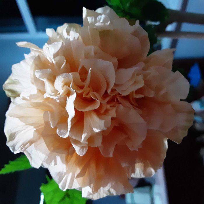 Цветы комнатные. Сортовые гибискусы !