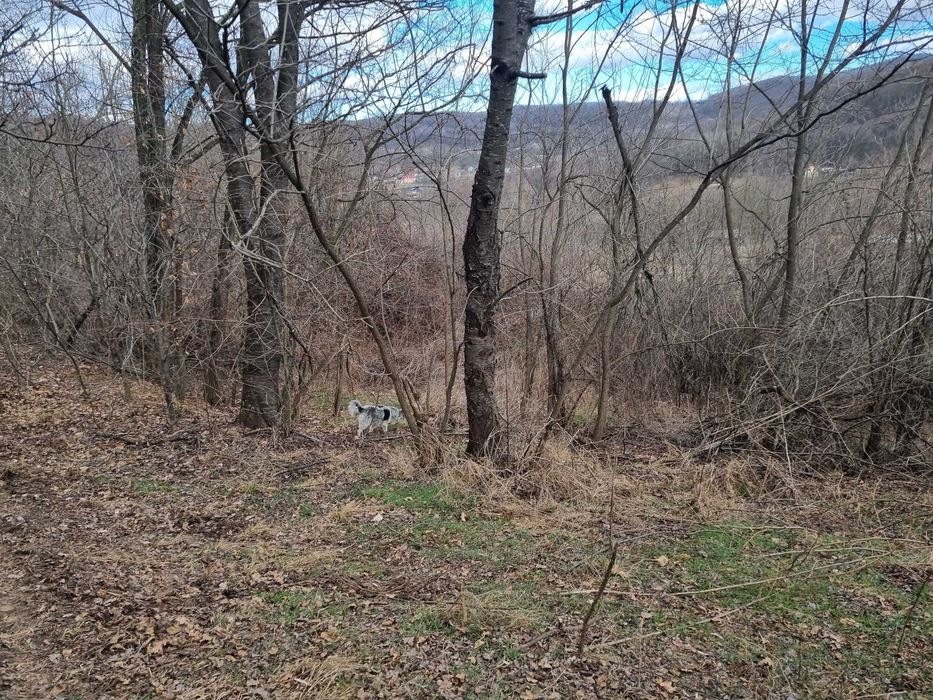 Teren extravilan si intravilan de vanzare in Valcea, Opatesti