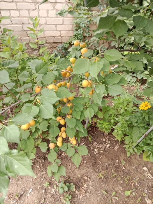 Продам дом всё условия есть